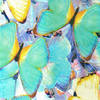 Sada profesionálních melírovacích fólií Butterflies 1.png