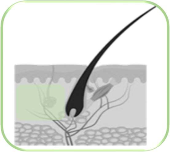 Depur - očista a příprava