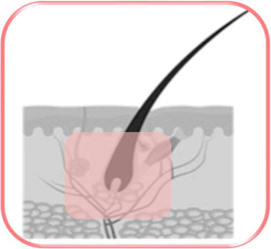 Regen - aktivní růst
